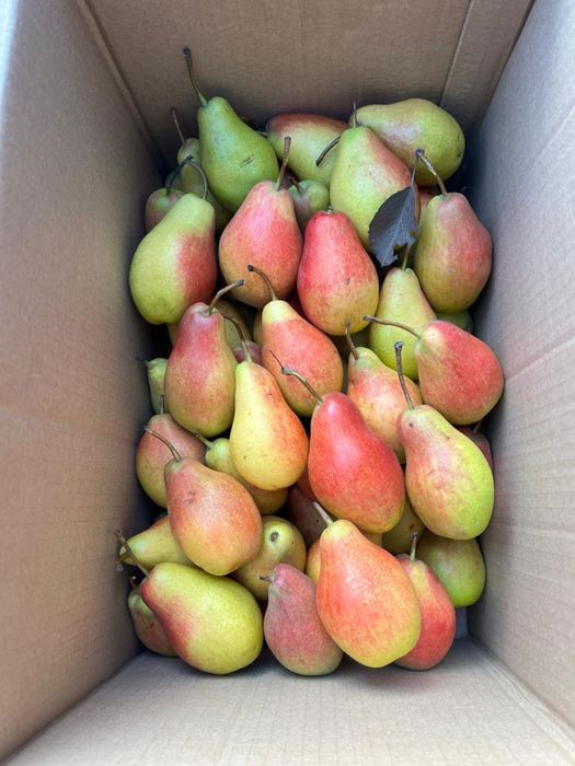 Апорт груши яблоки ассорти