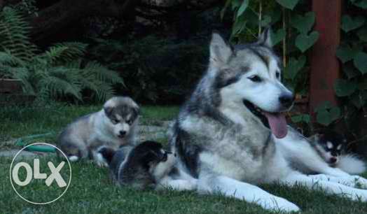 зоомагазин Роди Варна