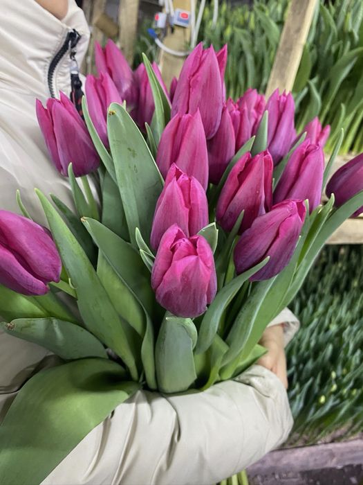 Тюльпаны оптом и в розницу