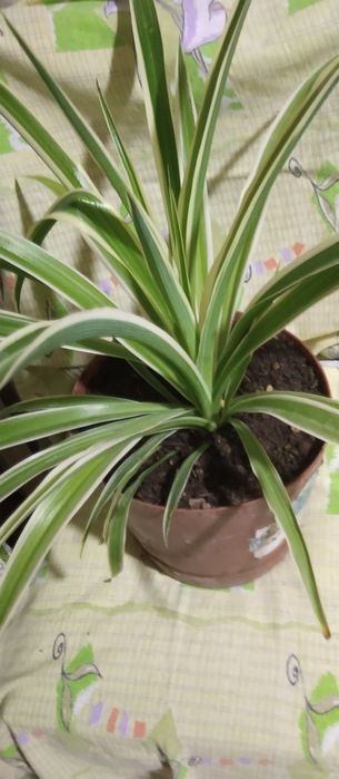 Продам хлорафитум