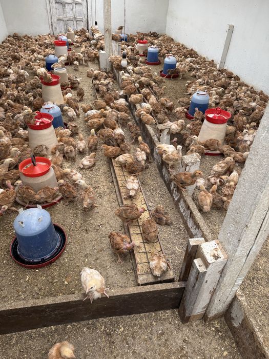 Puicute Kabir ouatoare si de carne