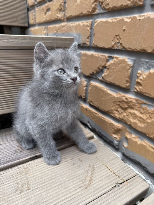 Отдам котят в хорошие руки
