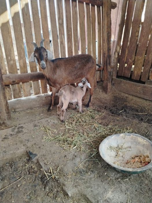 Алпийлік лақты ешкі Сатылады