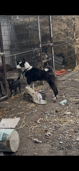 лайка  кабель продается рел 3 года