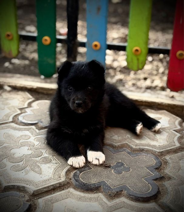 пристраивается собака