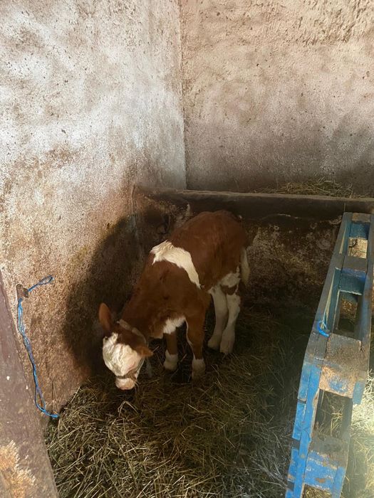 Vând vacă cu vitel