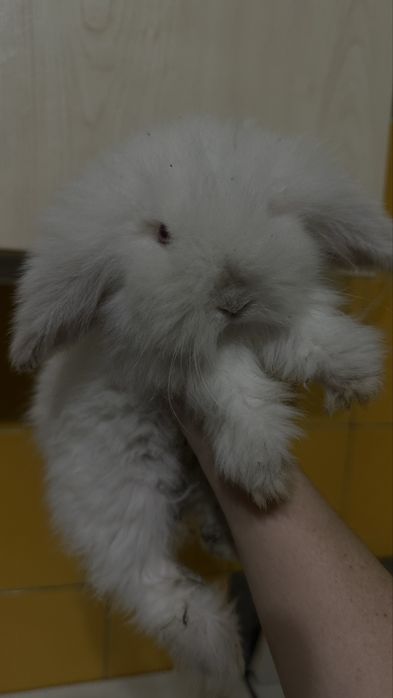 Продаются милые крольчата