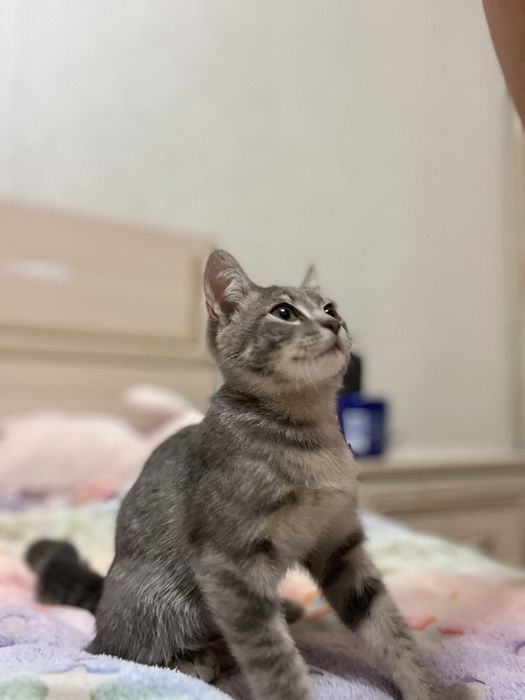 Отдам котенка девочку