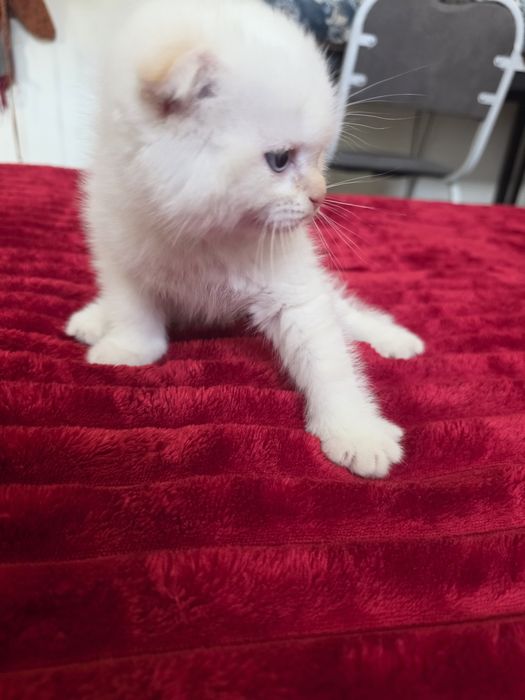 Красивый котёнок