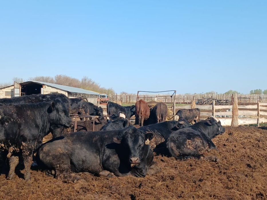 Продам быков ангусов