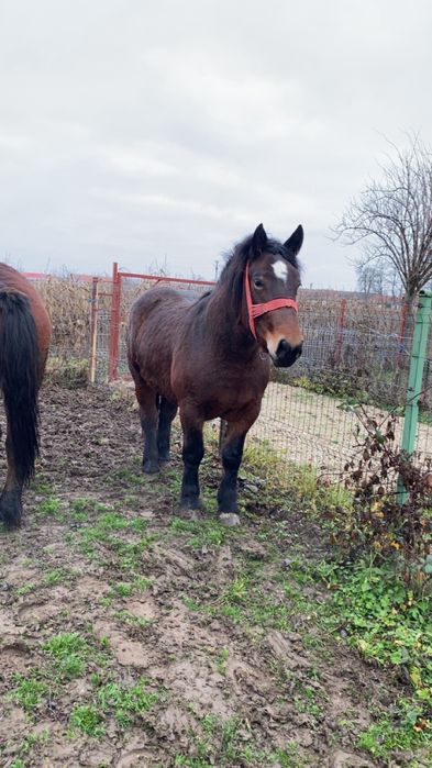 Manz si manza de vanzare