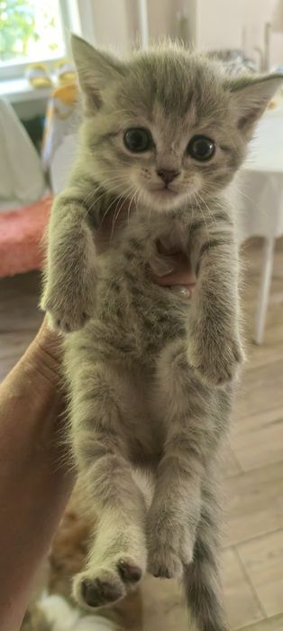 Продам котят. месяц