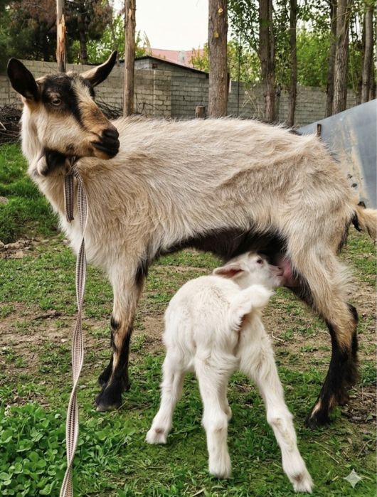 Echki ona bola Ески Она бола