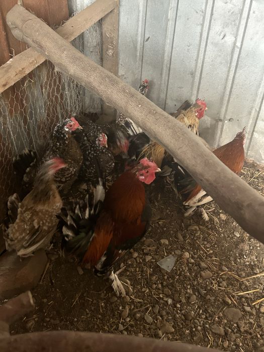 Gaini pitici si cocosi