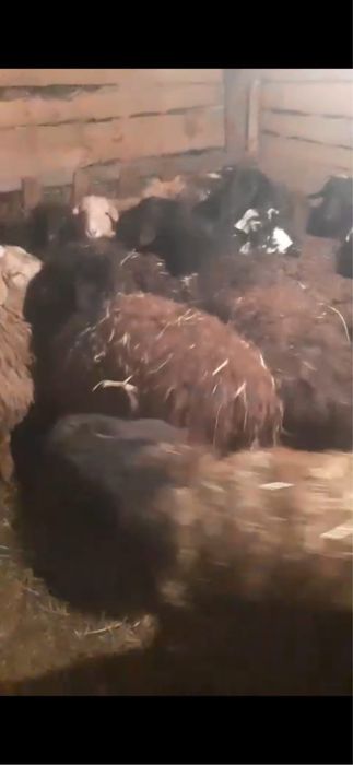 65тен тоқты сатылады 30бас