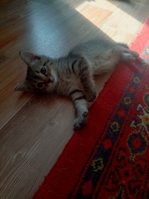 Отдам в добрые руки котят