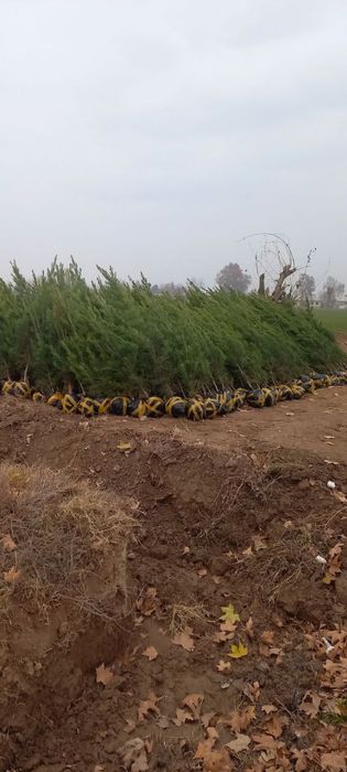 Archa kòchatlari sotiladi