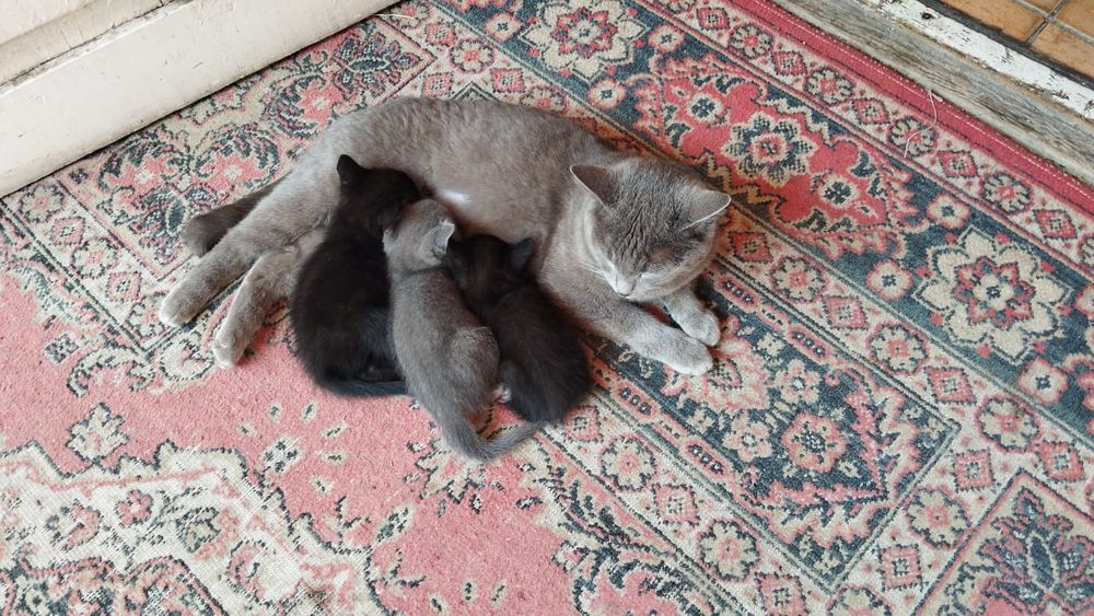 Продаю котят 2 черный 1 серый