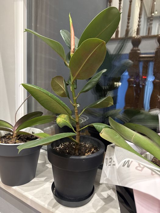 Фикус эластика. Фикус бенджамина