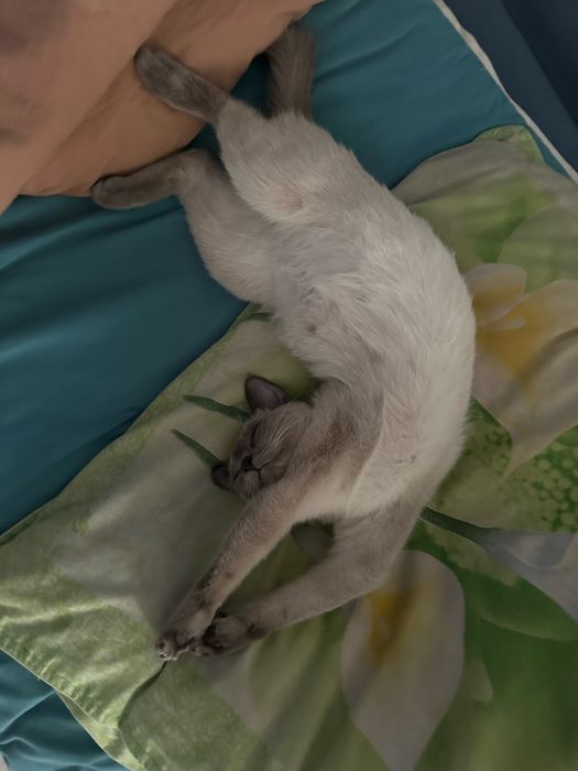 Сиамская кошка девочка