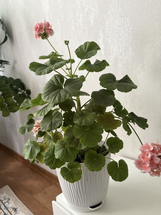 Продам герань цветущая