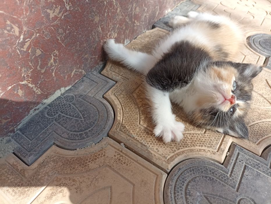 Продается кошки британский короткий шерстяная голубоглазые