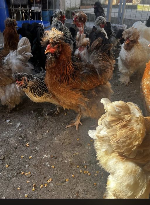 Oua Gaini Motate Incaltate Barboase