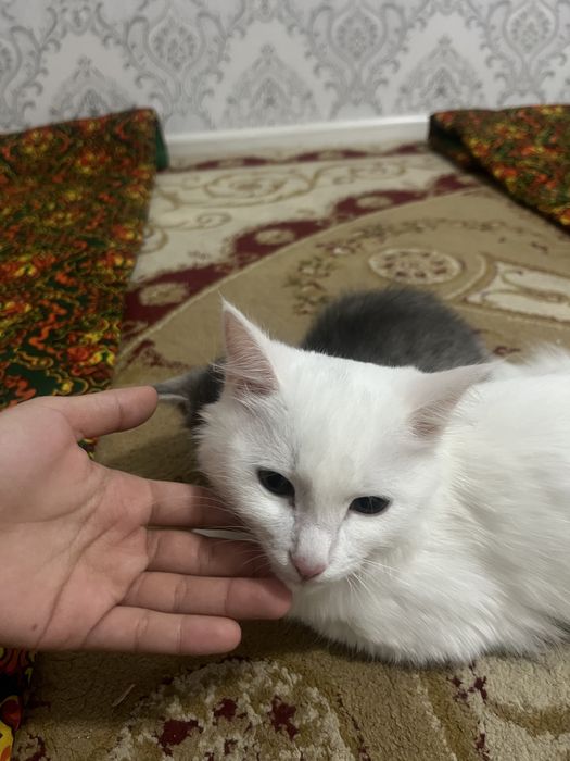 Кошка турецкая ангора