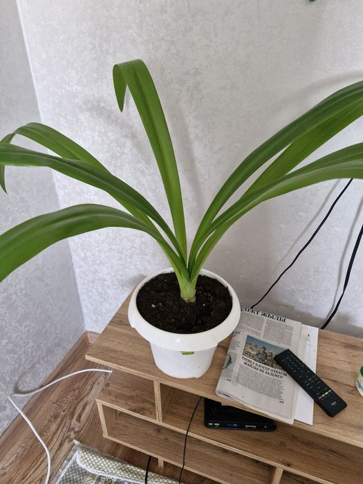 Уй гүлдері арзан