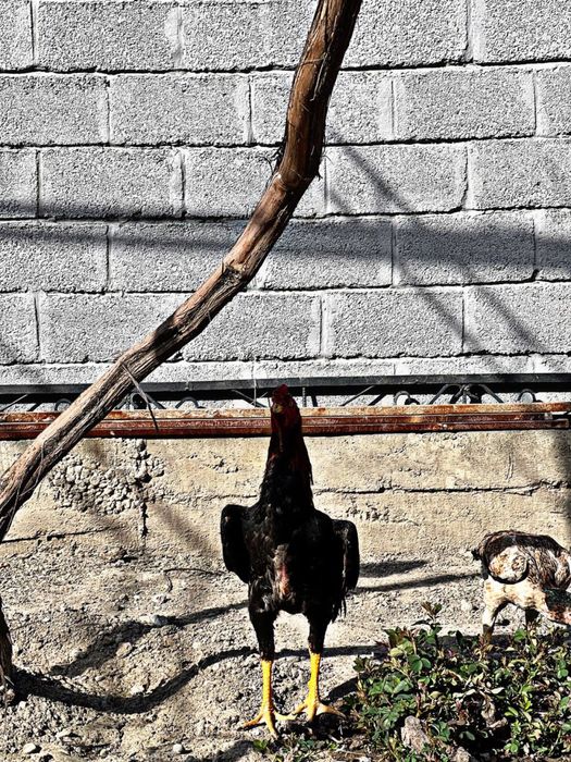 Toza korea joja sotuvda