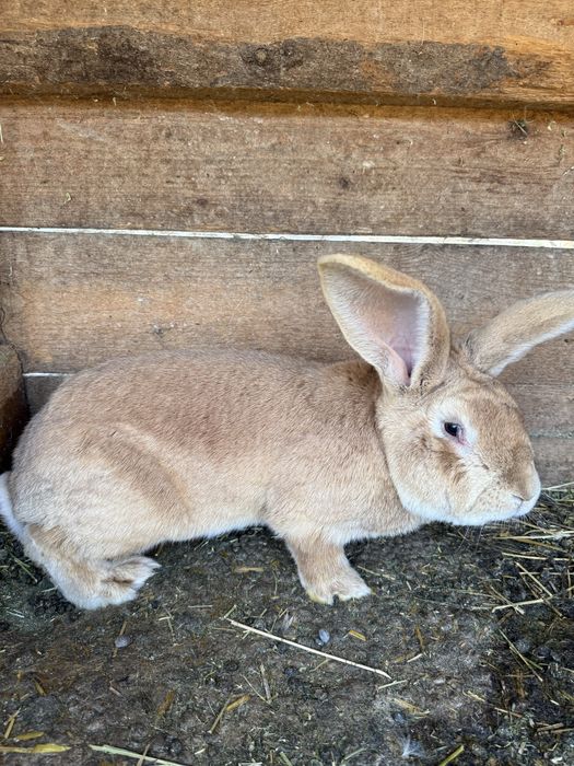 Vând masculi UG roșu