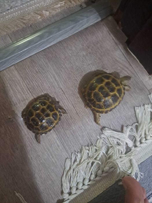 Toshbaqa черепаха черепашки скидкада