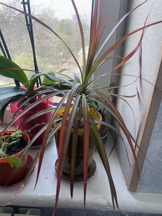 Продается драцена