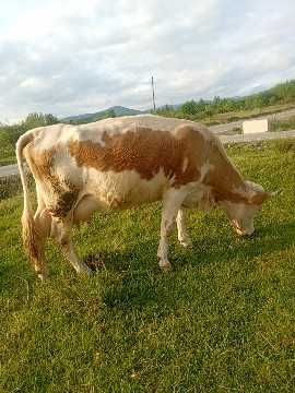Vând 2 vaci Bălțată românească