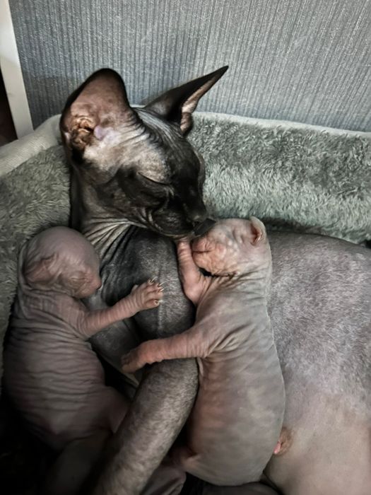 Продам котят Канадского сфинкса