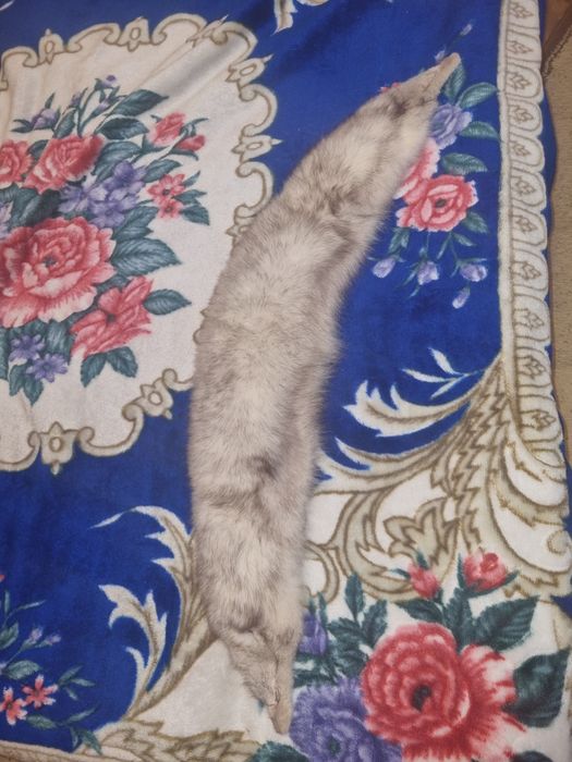 Guler vulpe argintie