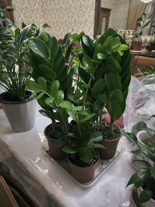 Цветы домашние в горшках