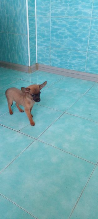 Той терьер щенки