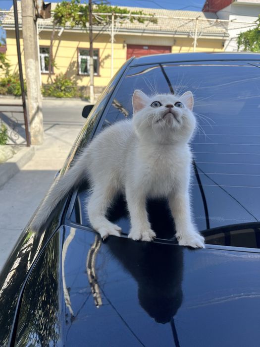 British silver shorthair
