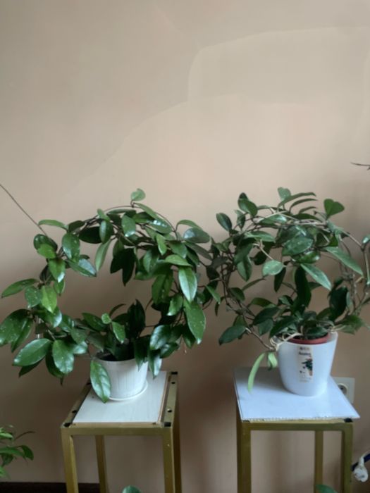 Домашнее ростение