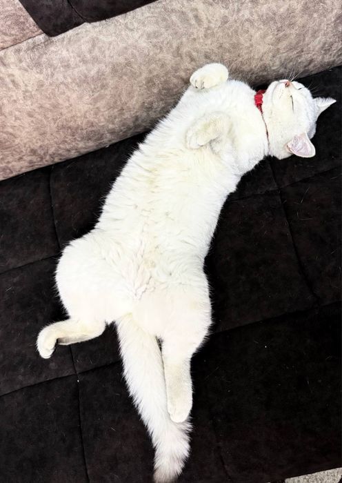 seribristiy toza qon shinshilla kozi yashil