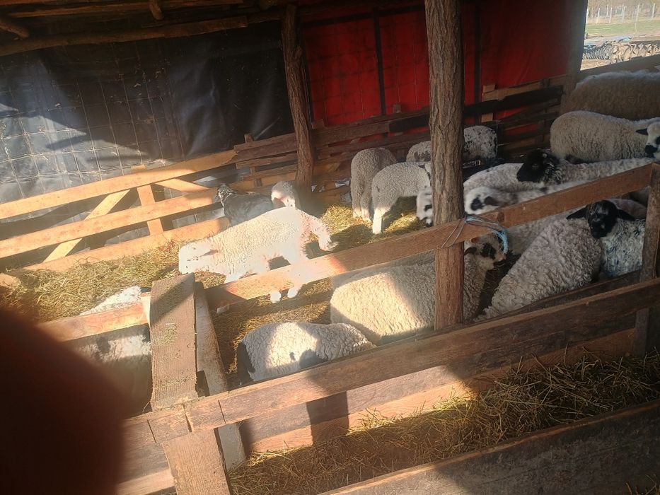 Oi cu miei  de vânzare