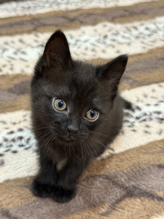 Котята  бесплатно