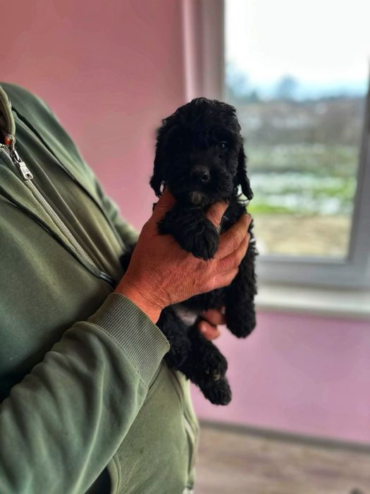 Кокершпаньолчета