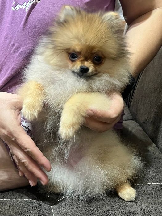 Мини малышка цверг шпица