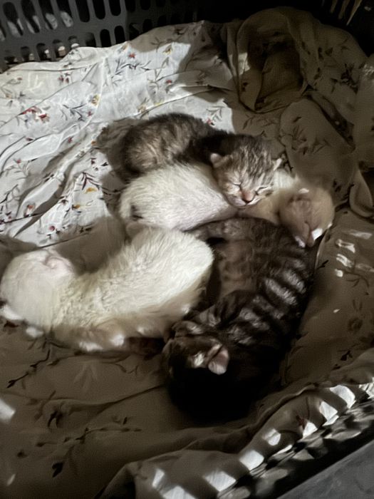 Отдам бесплатно котят