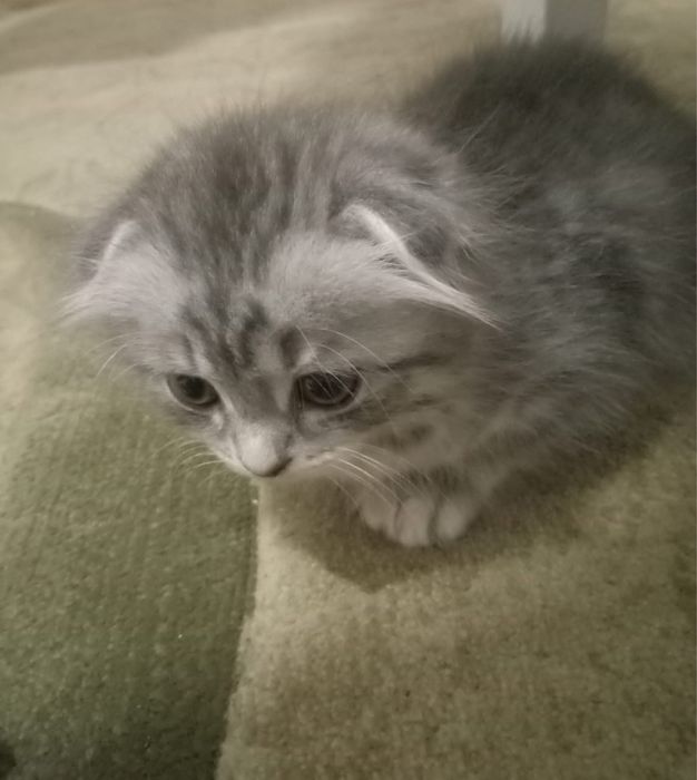 Продам котенка девочку