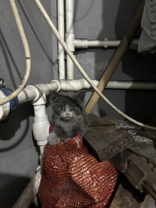 Котята крысоловы