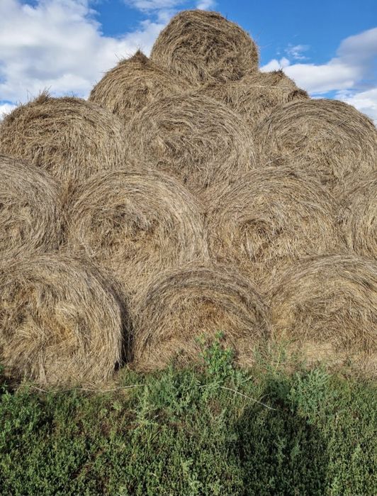 Продам сено разнотравье