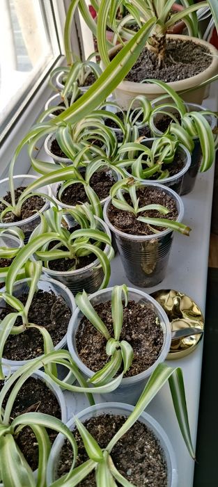 Хлорофитум кудрявый